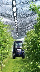 Farmer Driving Tractor and Spraying Apple Trees to Protect Them From Pests and Diseases. Tractor Operated Blowing Orchard Sprayer in Action.