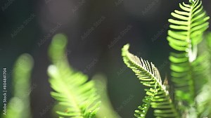 The close-up image shows a green fern leaf with intricate fronds. Blurred green fern leaves are visible in the background.