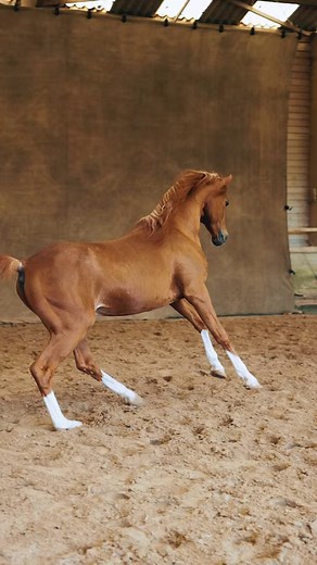 ✨ Agilité, fougue, charisme... Ce pur sang arabe incroyable a embrasé les coeurs et l'objectif de Yann Arthus-Bertrand ! Un moment unique avec Frédéric Pignon et Magali Delgado lors du Studio photo événement du 8 juin dernier #lacense #fire #horses #photo Magali Delgado & Frédéric Pignon: la passion des chevaux | Haras de la Cense