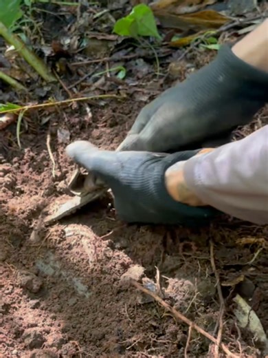 INACREDITÁVEL o que estava dentro dessa Bolsa Antiga perdida na Floresta!! - Parte 1 . . . . . . . . #jhonnydiscovery #descoberta #money #fyp #discovery #viralvideo #viral #treasure #tesouro #metaldetecting #part1 #parte1 #misterybag #misterio