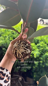 Air layering done right!!! My NO-FAIL solution for scary, large propagations 🌱 Let’s be honest, propagating plants is a scary and intimidating business. Just like you, I’ve had a lot of failed propagations, and I’ve lost most of them to root rot. It’s painful to cut a healthy plant, no matter the potential benefits. And losing those beautiful stem cuttings to rot? That has made me cry with regret more times than I’d like to admit. Air layering, on the other hand, has been a total game changer! 