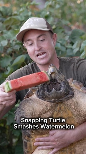 Snapping Turtle Smashes Watermelon 🍉 #shorts #turtle