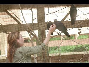 Migration Patterns of American Crows