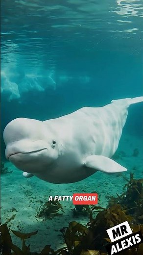 The Beluga: The Whale That “Smiles”