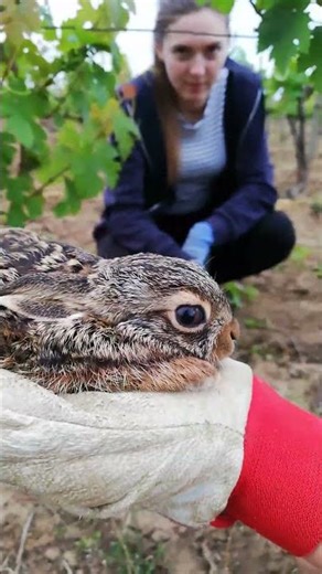 Found a baby bunny in the vineyard! 🐰🍇🌱