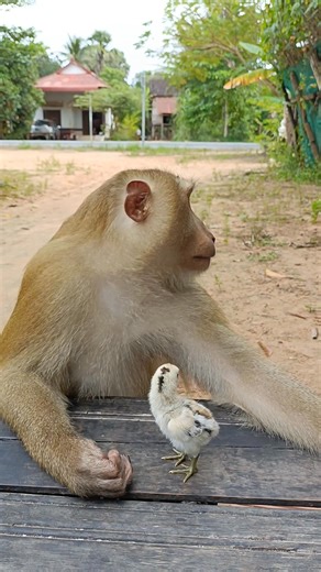 Lovely animal SokYaa,OG, To To And Mom Are Famous & Amazing | Primitive Cooking | Facebook