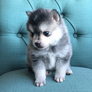 4K views · 575 reactions | Micro Pomsky, Schmidt | Ocean View Precious Pomskies | Facebook