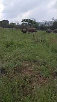 Welcome to the wild beauty of Akagera National Park