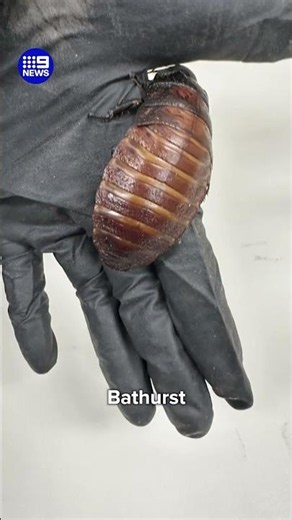 Massive seizure of exotic cockroaches | 9 News Australia