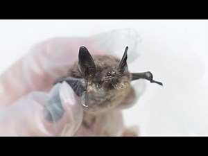 Deadly Syndrome Hits Pacific Northwest Bats