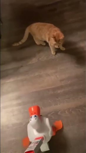 Fun facts about cats