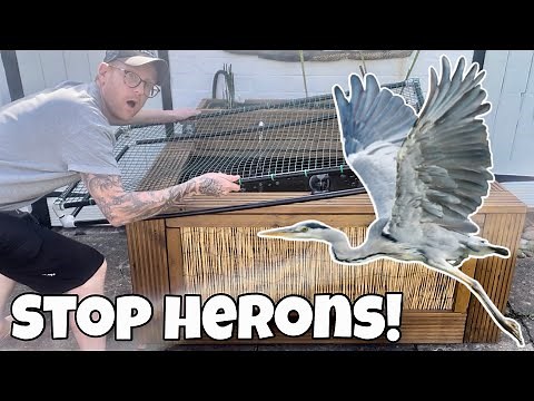5 Ways to STOP HERON, Eating your Pond Fish!