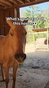 No, she's not sleeping. Tell me what you think below 👇 How much did you learn about horse body language when you first started riding horses? #bodylanguage #horsebehavior #horsetrainer #horsetraining #equestrian #horsemanship #equine | Sympatico Equine
