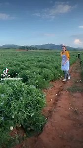 10K reactions · 646 shares | Pepino Melons farming Fields | Zortrax Agriculture Corporation | Facebook