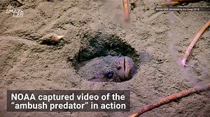Burrowing ‘Ambush Predator' Strikes Unsuspecting Fish in Rare NOAA Video