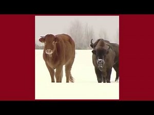 Vaca huye del matadero y se refugia en manada de bisontes