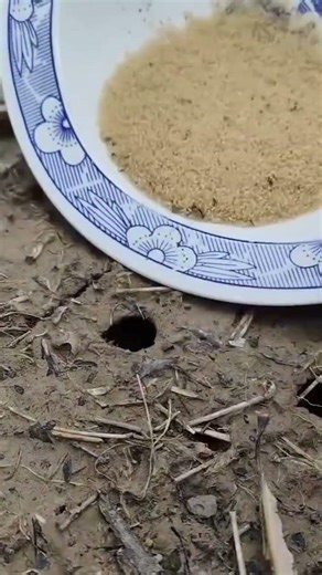 Observing and handling a ground beetle larva carefully