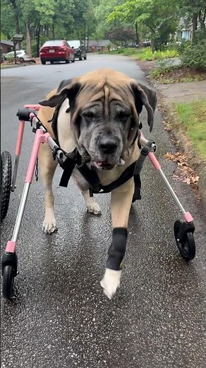 Demi’s Got Wheels 🛞🩷 | English Mastiff Beats Osteosarcoma & Gets Her Pink Chariot