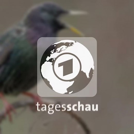 Star - Vogel des Jahres