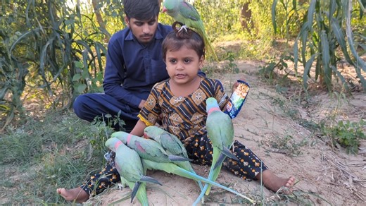 Green Parrots Fun #parrots #parrotlovers | Cute Baby Parrot