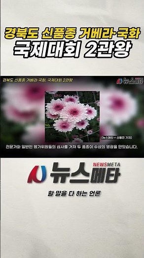 경북도 신품종 거베라·국화, 국제대회 2관왕 #경북도 #거베라 #국화