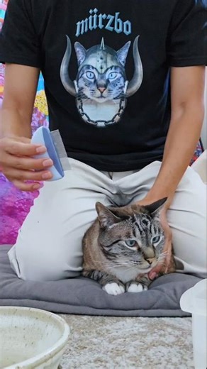 cat flea comb (step-by-step) to slay fleas