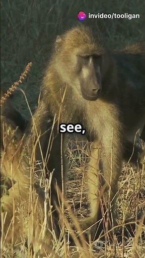 100th Monkey Effect. Is it a myth or a reality?