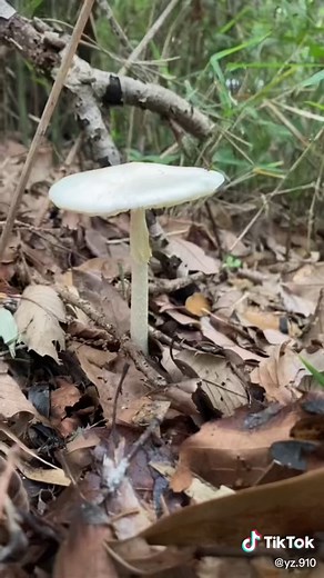 毒きのこ探求の日常