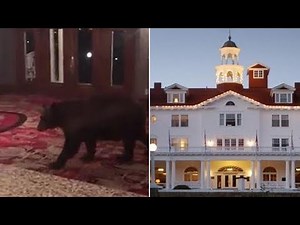 Bear Walks Around Lobby of Colorado Hotel That Inspired 'The Shining'