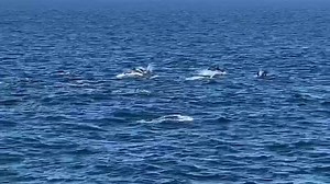 1K views · 159 reactions | Weekend whale watching is a wonderful time to witness wildlife at its finest.  Learn more: https://www.channelislandsharbor.org/event/2022-whale-watching-season-is-here/  https://www.instagram.com/theeflyfisherman | Channel Islands Harbor | Facebook