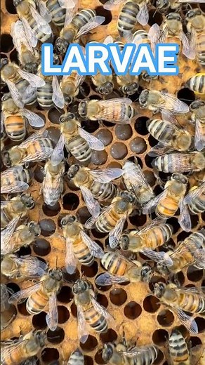 Can You Spot the Eggs? Inside a Brood Frame 🔍