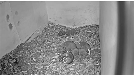 Watch the sweetest African painted dog newborn puppies, a milestone moment for the endangered species