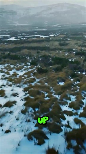 What if the Musk Ox & Quokka team up?