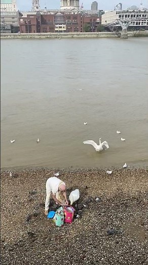Man Feeds Swans in Thames River | London