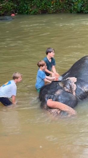 752K views · 24K reactions | පුංචො ටික හරි ආදරෙයි එයාට 凉❤️ . . . . . #babyelephant #elephant #elephantlovers #elephantlover #elephants | Isuru M Dilshan | Facebook