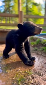 In this unbelievable video the angry Baby bear is stuck and gets recorded #bears #safari #SafariGoals #WildlifeEncounter #WildlifeMoments | Animals of the World