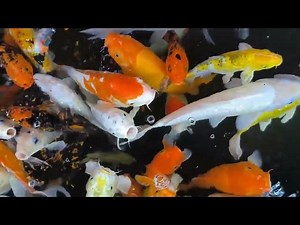 How to Maximize Koi Fish Growth: Essential Tips for Pond Owners