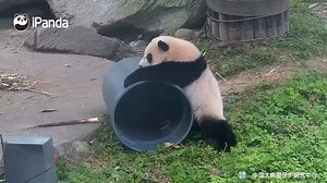 You see? This is indeed a fully automatic panda-washing machine! Watch full video here: https://youtu.be/7yVvylthzME All history episodes of Panda Billboard: https://goo.gl/y84WDY #CCRCGP #PandaBillboard #BestJobInTheWorld For more panda information, please check out: http://en.ipanda.com | iPanda
