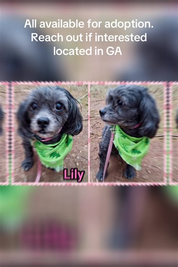MAD Rescue GA is located in Newborn, GA, and we currently have several small dogs who are ready and patiently waiting for their forever homes 🐾❤️ Almost all of our dogs are rescued directly from local animal control, giving them a second chance at the life they deserve. Every dog adopted from MAD Rescue GA comes: \t•\tSpayed or neutered \t•\tUp to date on DHPP, Bordetella, and Rabies vaccines \t•\tMicrochipped \t•\tHeartworm tested negative \t•\tOn monthly preventions If you’re interested in ad
