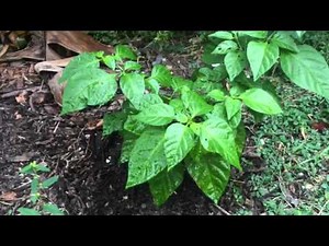 Urinating to fertilize plants