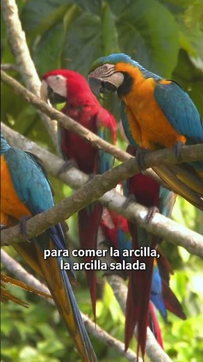 Colorful Macaws of the Peruvian Amazon #macaws #amazonrainforest
