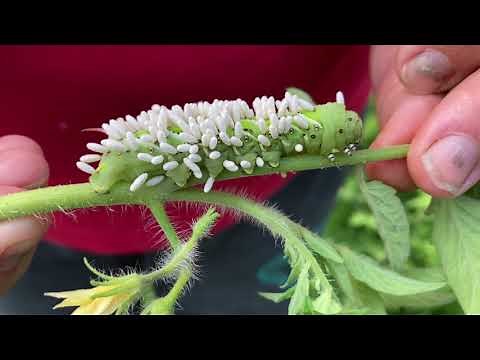 Tomato Hornworms & the Braconid Wasps That Turn Them Into Zombies