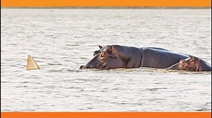 1 Bull Shark Swim-Off Against 10+ Hippos
