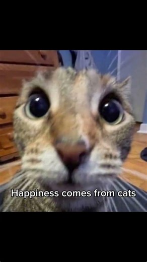 Buy a kata to be yava #viral #cat #fyp #funnymemes