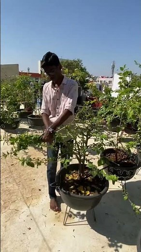 Best time to prune hibiscus plants 🌱