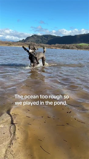 Pond Playtime with Standard Poodles in Carmel