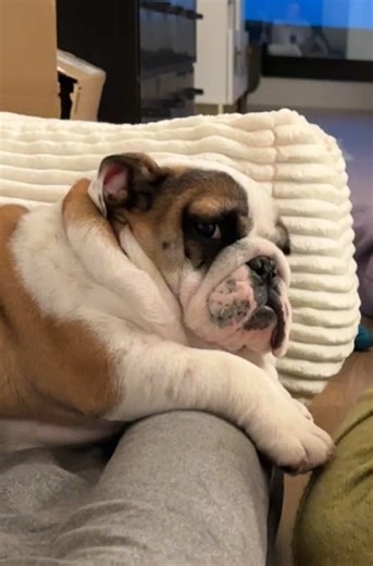Adorable English Bulldog Puppy Moments to Melt Your Heart