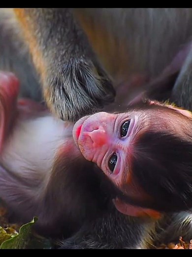 Cute baby moments with mommy #babymonkey #babymonkeys #cute