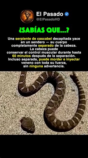 Esta cabeza de serpiente de cascabel puede morder 60 minutos después de morir #historia
