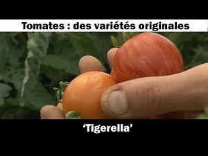 Tomato 'Tigerella': cultivation and recipe